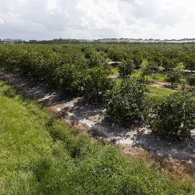 thumbnail for publication: Florida Citrus Rootstock Selection Guide, 5th Edition